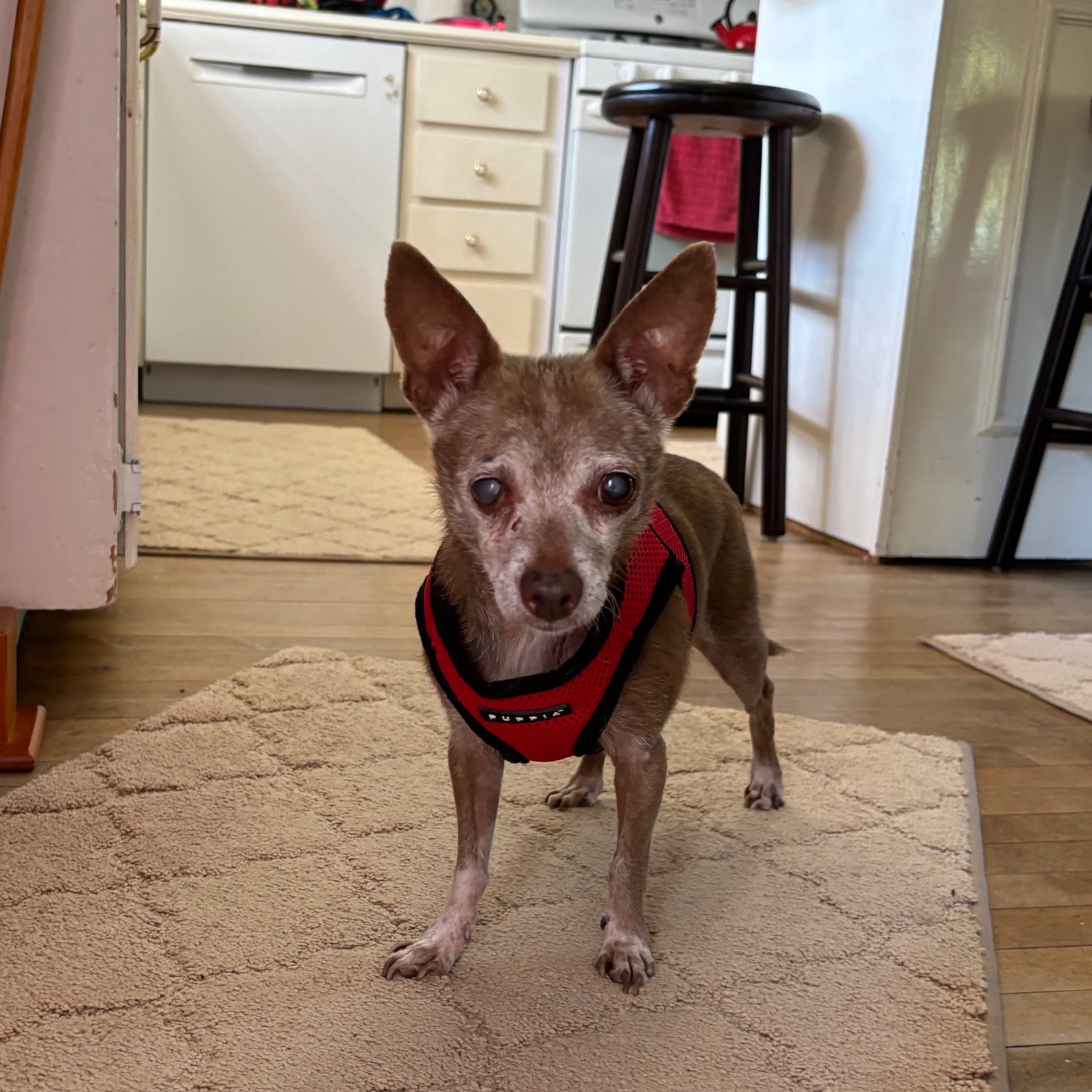 Enlarge Lucy, an adopted Chihuahua in Dayton, OH image 5/5
