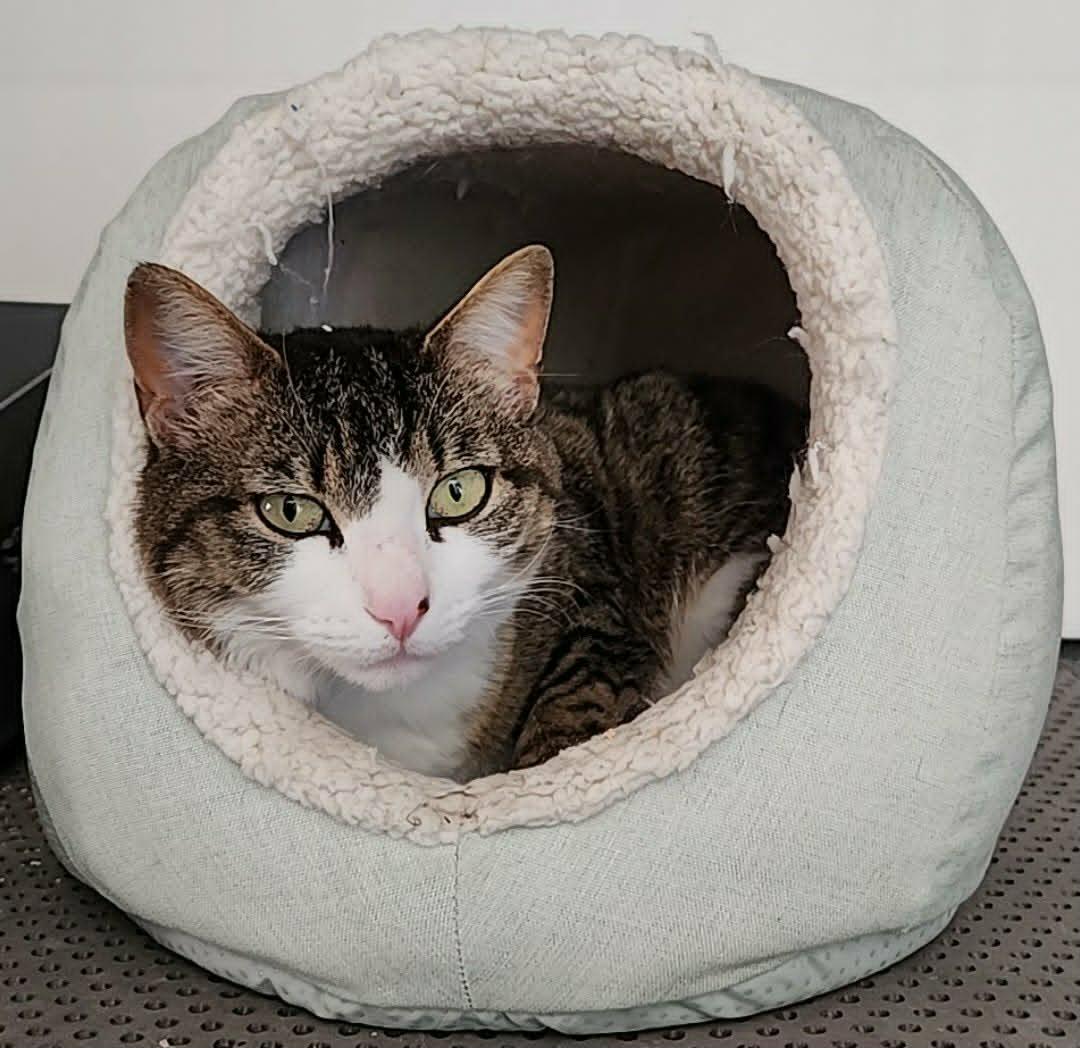 Enlarge Stella, a Adoptable mixed breed in san francisco, CA image 4/6