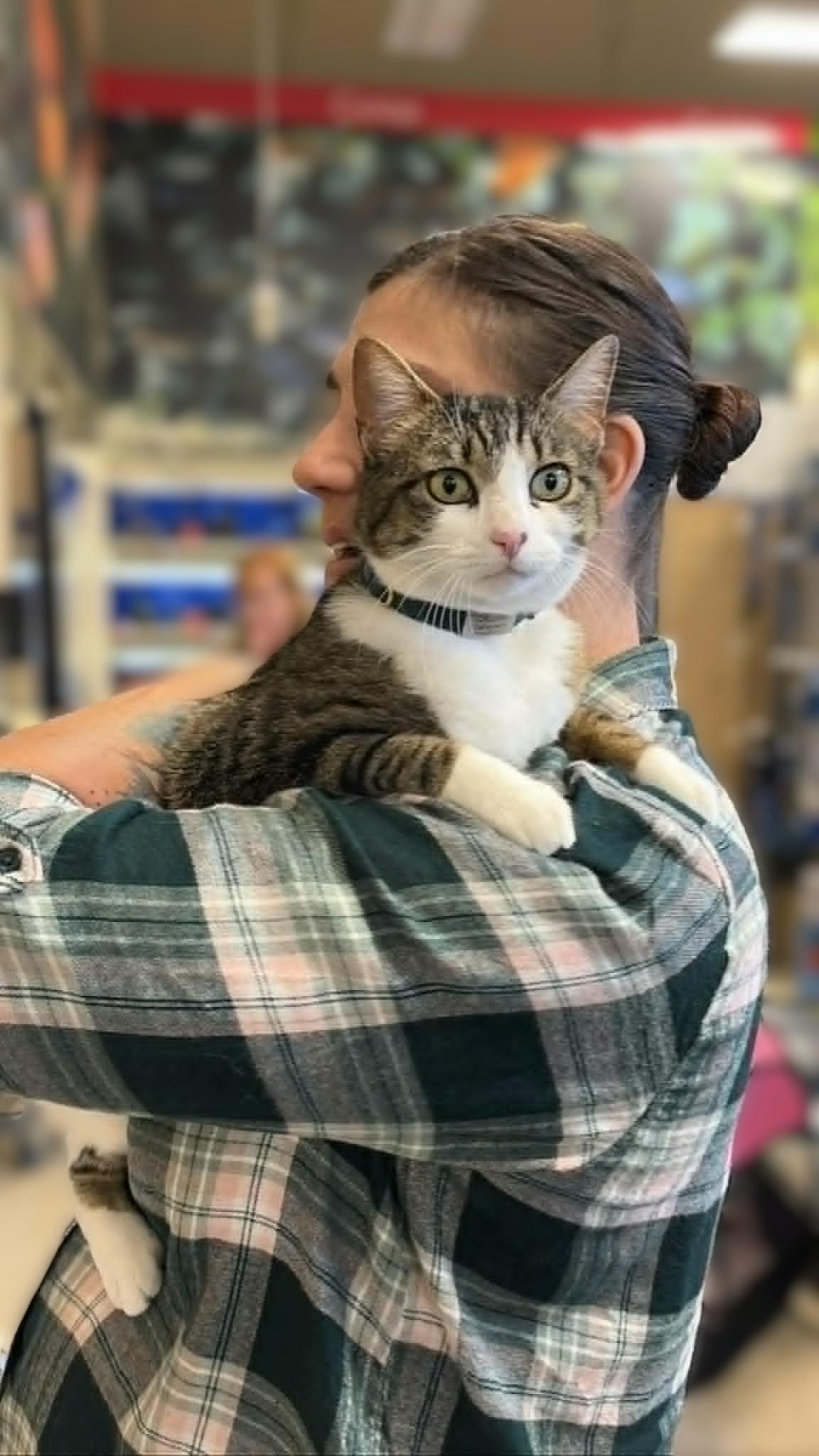 Enlarge Stella, a Adoptable mixed breed in san francisco, CA image 1/6