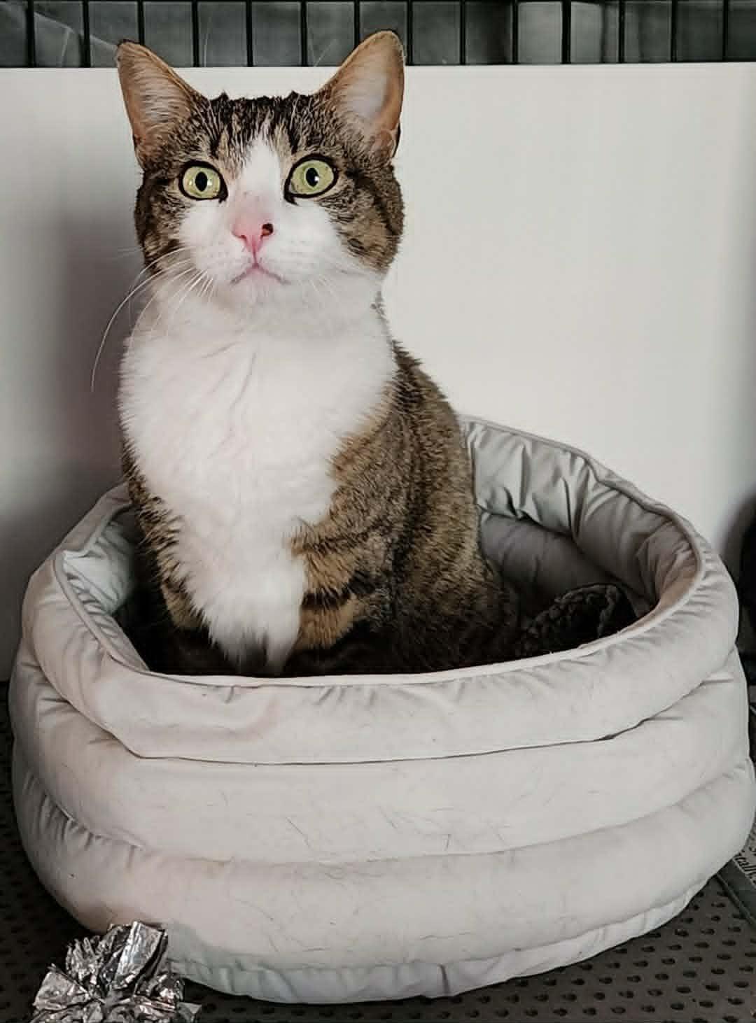 Enlarge Stella, a Adoptable mixed breed in san francisco, CA image 2/6