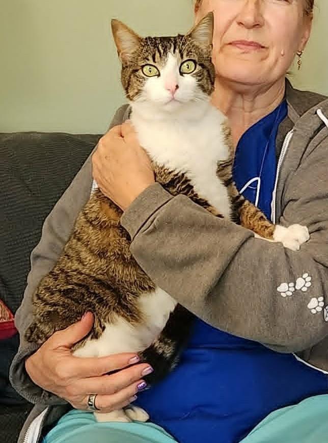 Enlarge Stella, a Adoptable mixed breed in san francisco, CA image 3/6