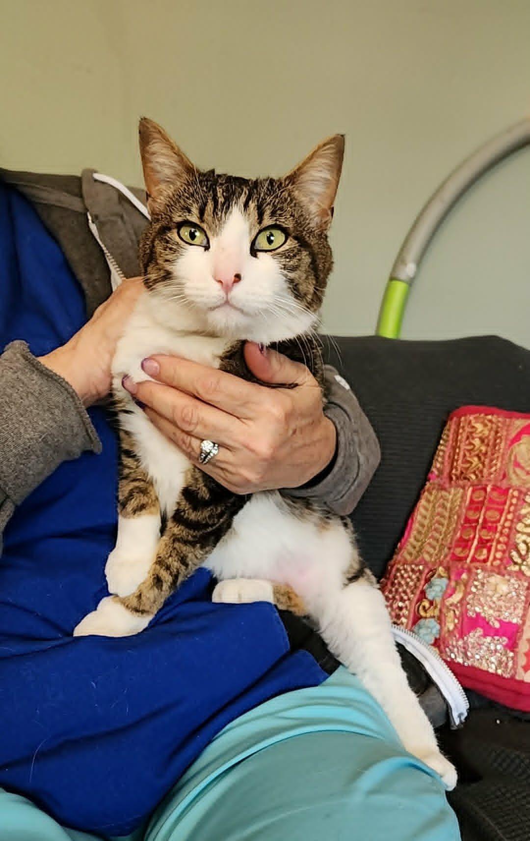 Enlarge Stella, a Adoptable mixed breed in san francisco, CA image 6/6