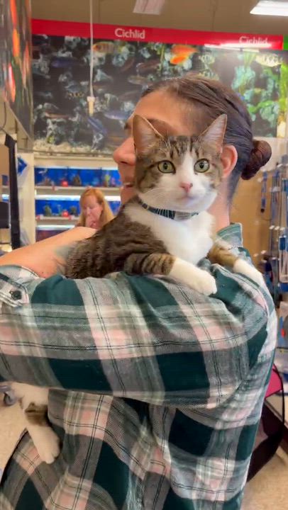 Enlarge Stella, a Adoptable mixed breed in san francisco, CA video 5/6