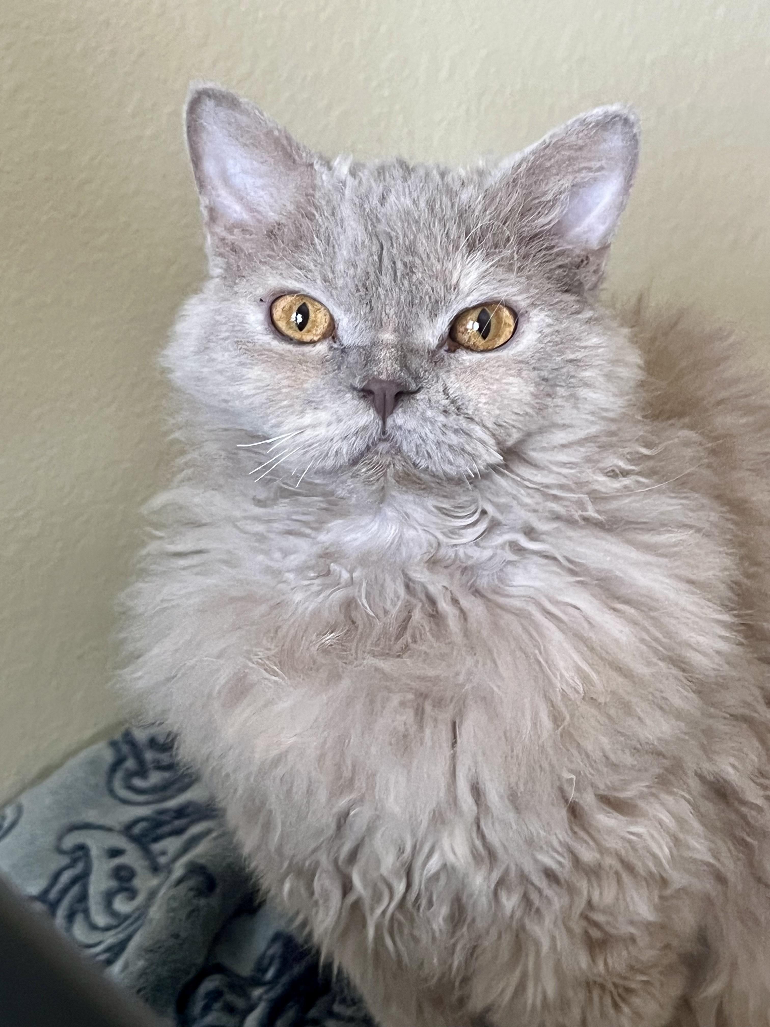 Enlarge FLURRY & EMBER, a ADOPTABLE Selkirk Rex in valparaiso, IN image 3/6