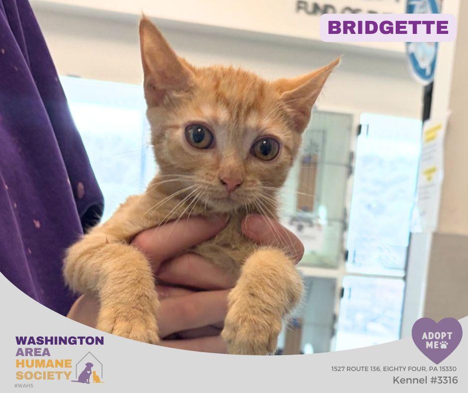 Bridgette, adopted, Kitten Female Domestic Short Hair.