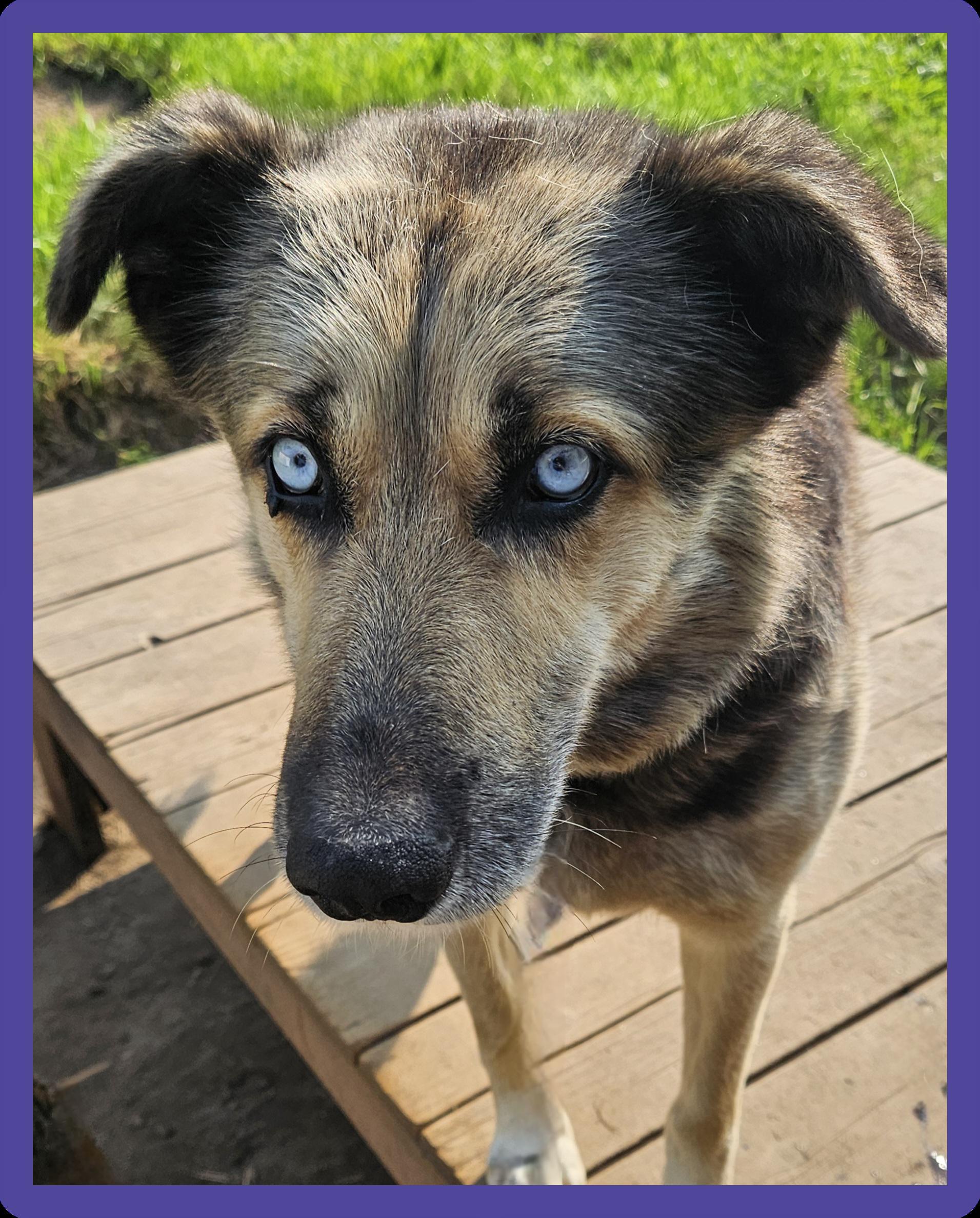 Enlarge Larry, a Adoptable Husky in Jefferson, NH image 1/1