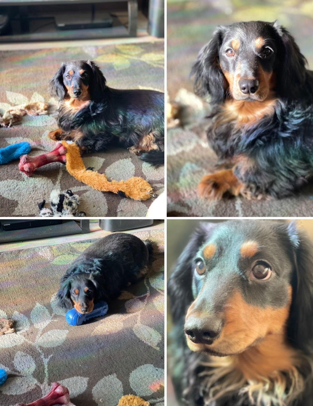 Chewy, Adoptable, Adult Male Dachshund.