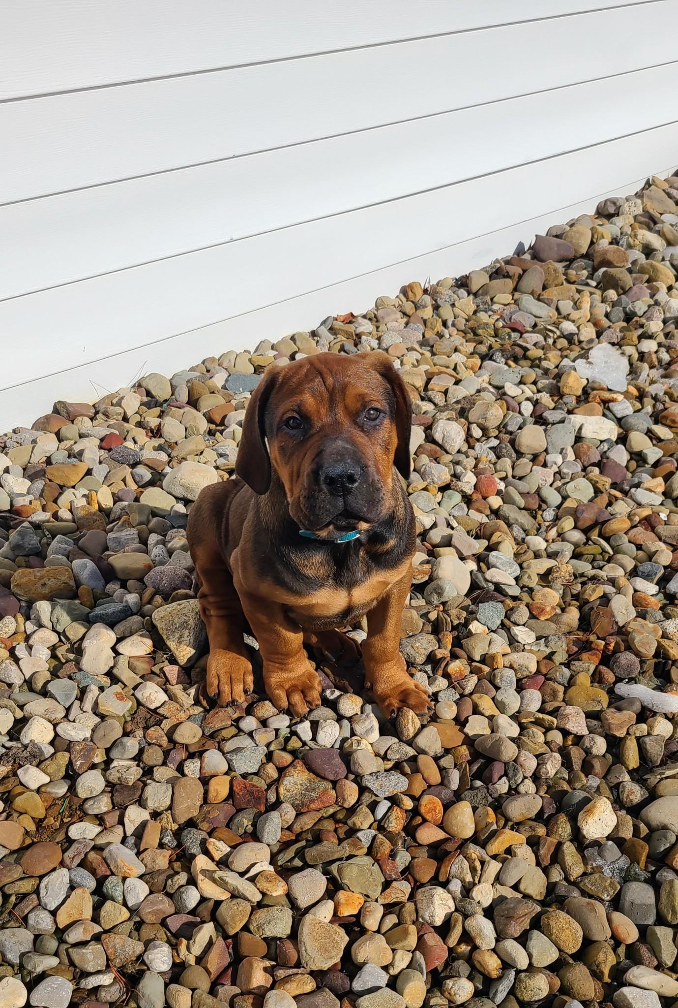 Enlarge Oso, an adopted mixed breed in Cleveland, OH image 4/6