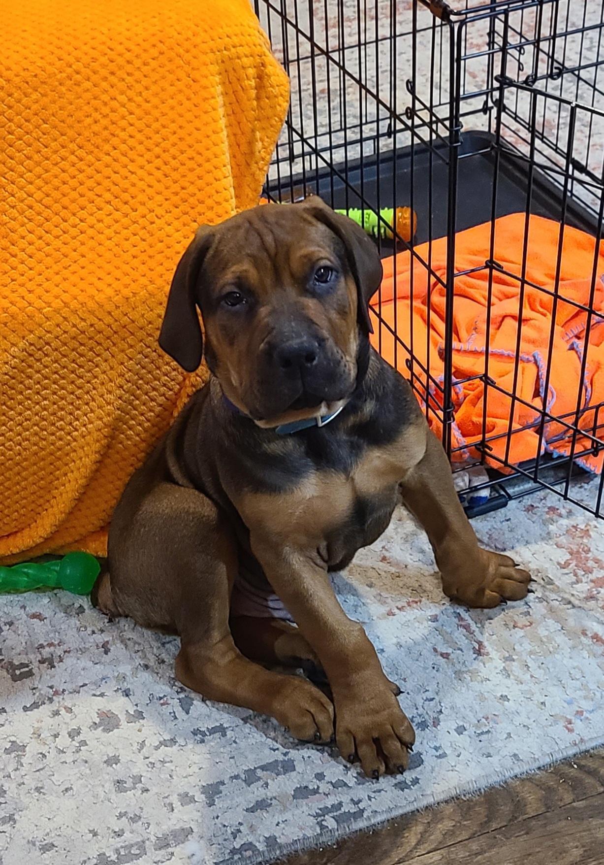 Enlarge Oso, an adopted mixed breed in Cleveland, OH image 5/6