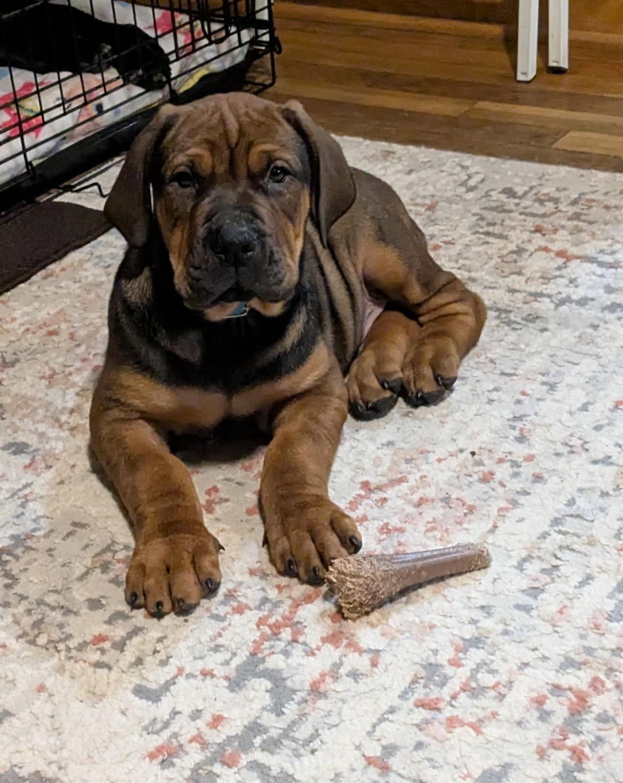 Enlarge Oso, an adopted mixed breed in Cleveland, OH image 2/6