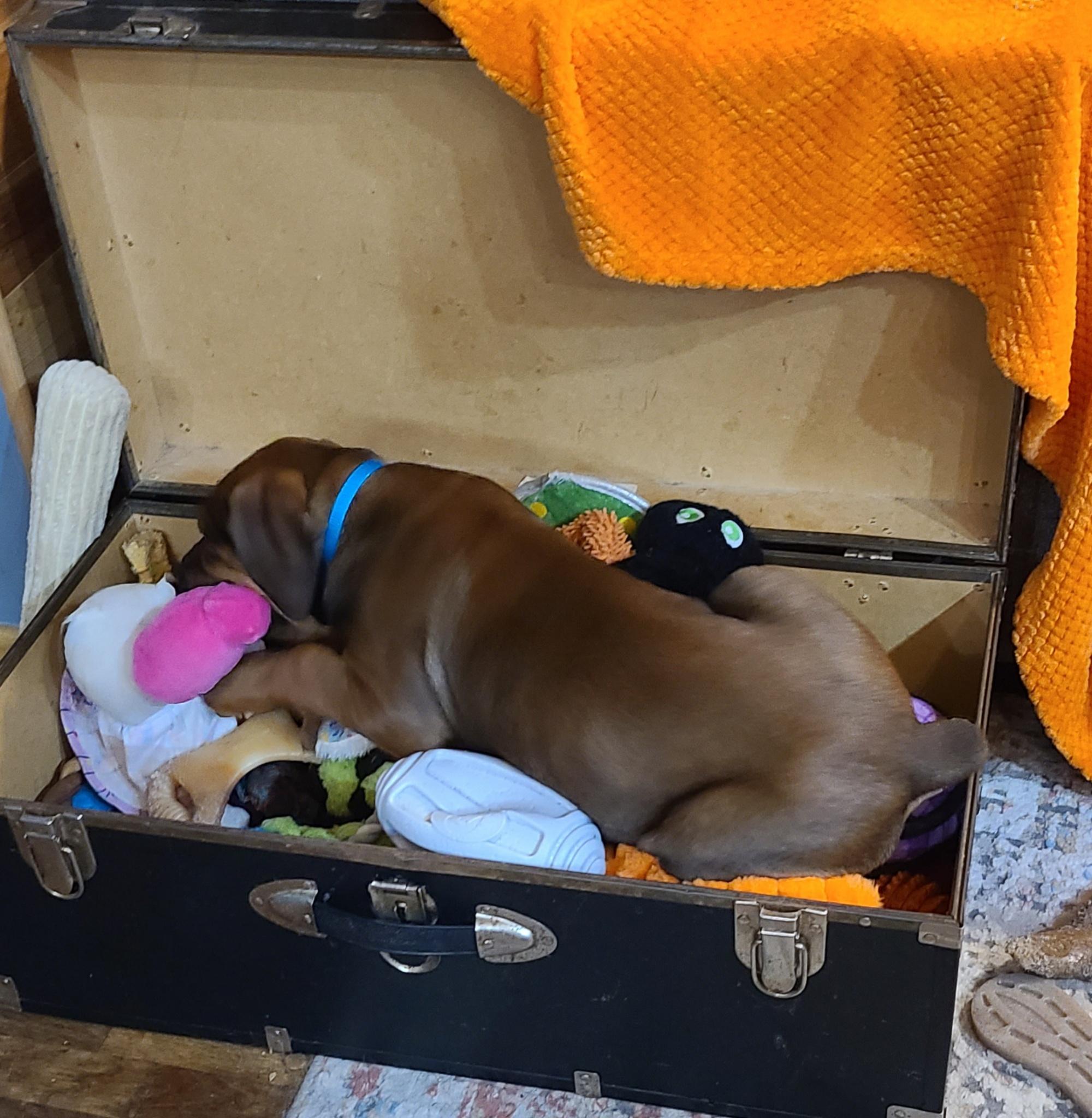 Enlarge Oso, an adopted mixed breed in Cleveland, OH image 6/6