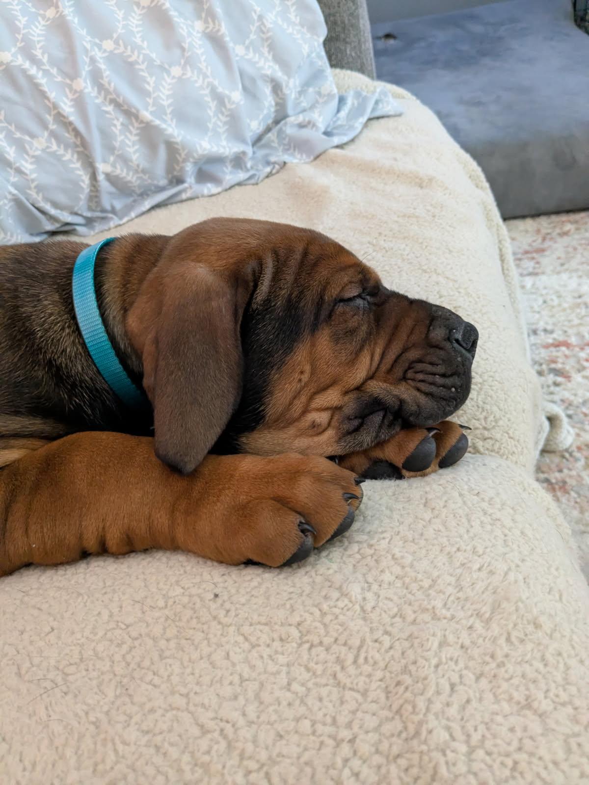 Enlarge Oso, an adopted mixed breed in Cleveland, OH image 3/6