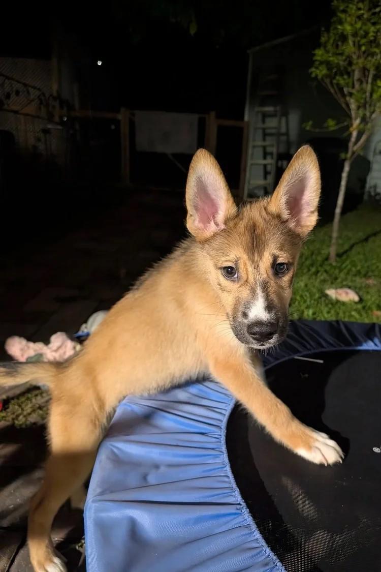 Kernel Sanders, a Adoptable mixed breed in Winter Springs, FL image 1/3