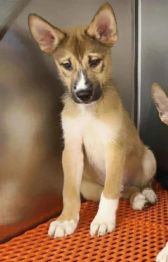 Kernel Sanders, a Adoptable mixed breed in Winter Springs, FL image 2/3