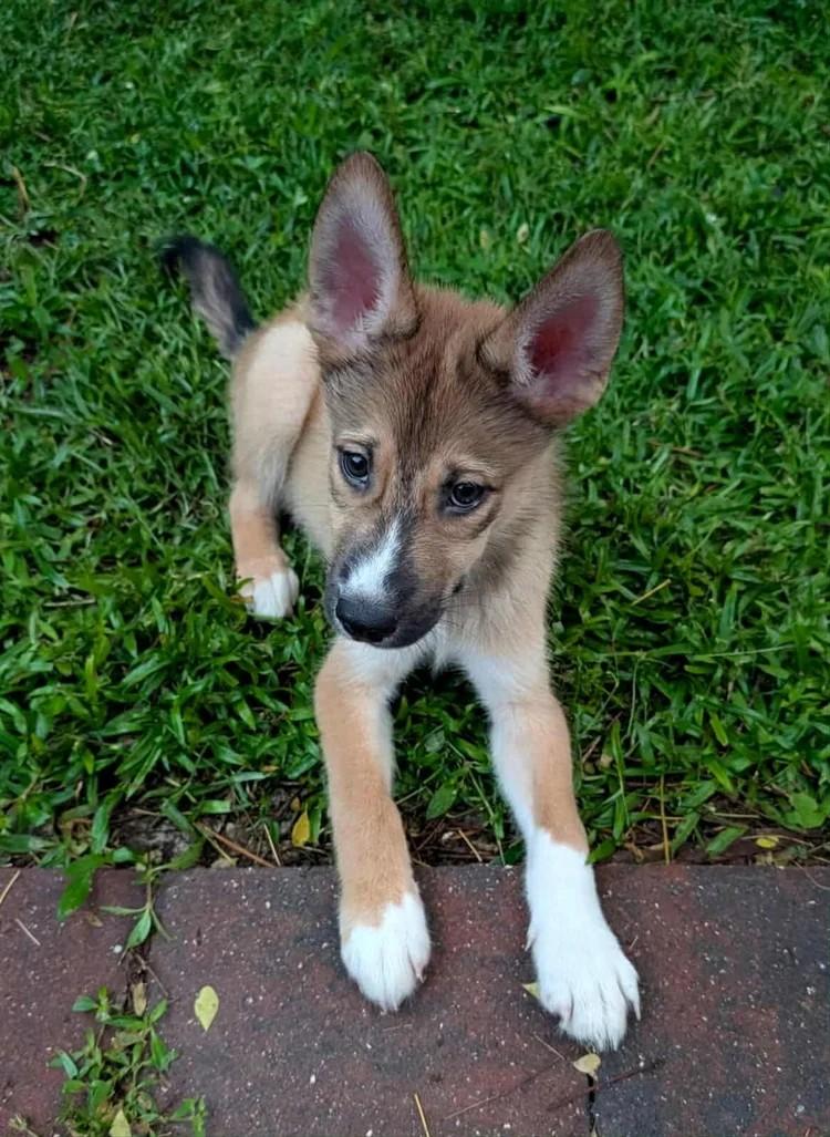 Kernel Sanders, a Adoptable mixed breed in Winter Springs, FL image 3/3