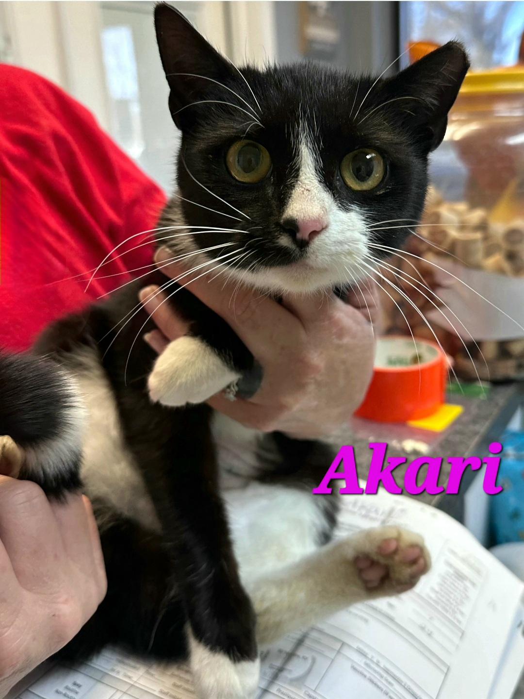Enlarge Akari , an adopted Domestic Short Hair in Dyersburg, TN image 1/1