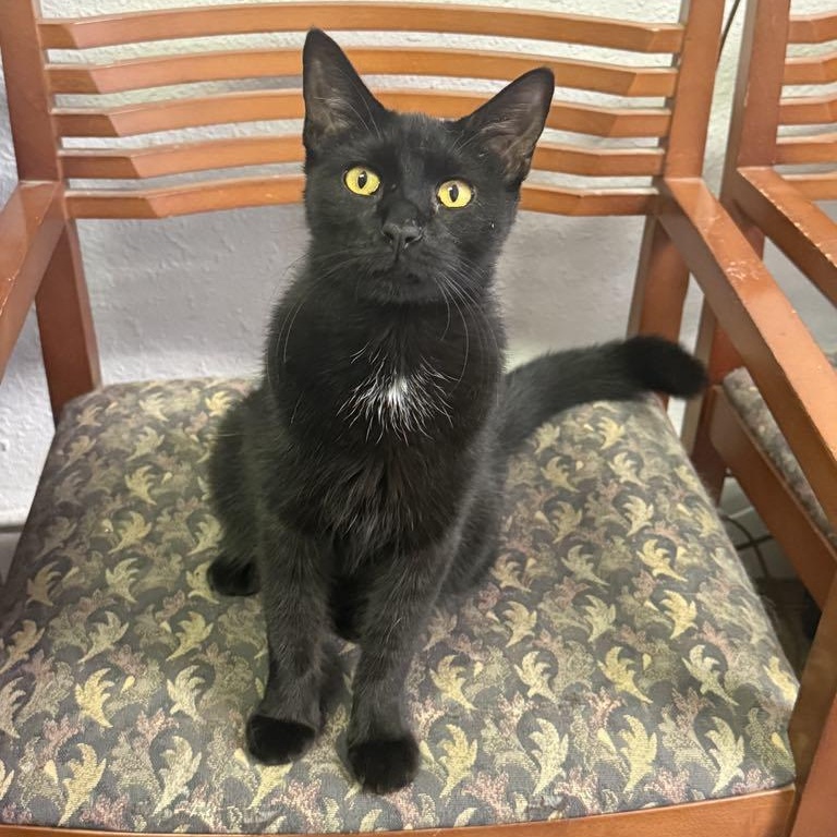 Beary, Adoptable, Adult Male Domestic Short Hair.
