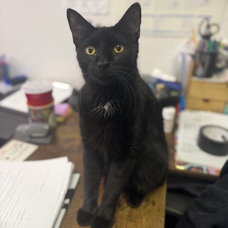 Enlarge Beary, a Adoptable mixed breed in Antioch, CA image 3/6