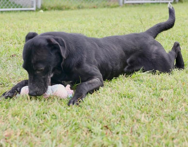 Salem/Coco, Adoptable, Young Female Labrador Retriever.