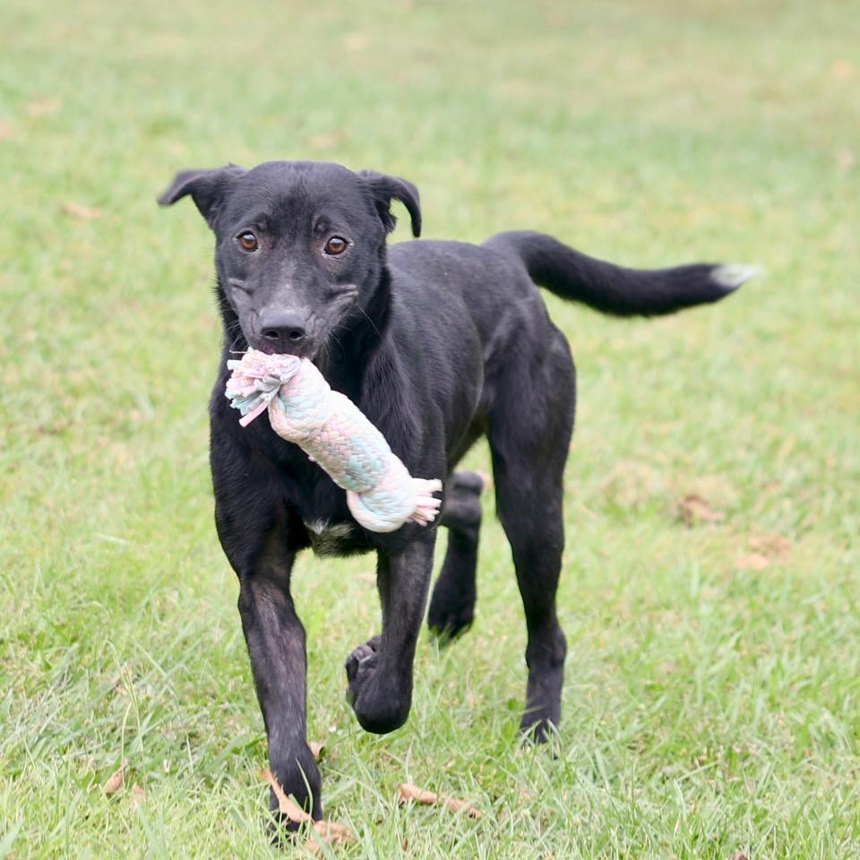 Salem/Coco, a Adoptable mixed breed in Wilmington, NC image 2/3