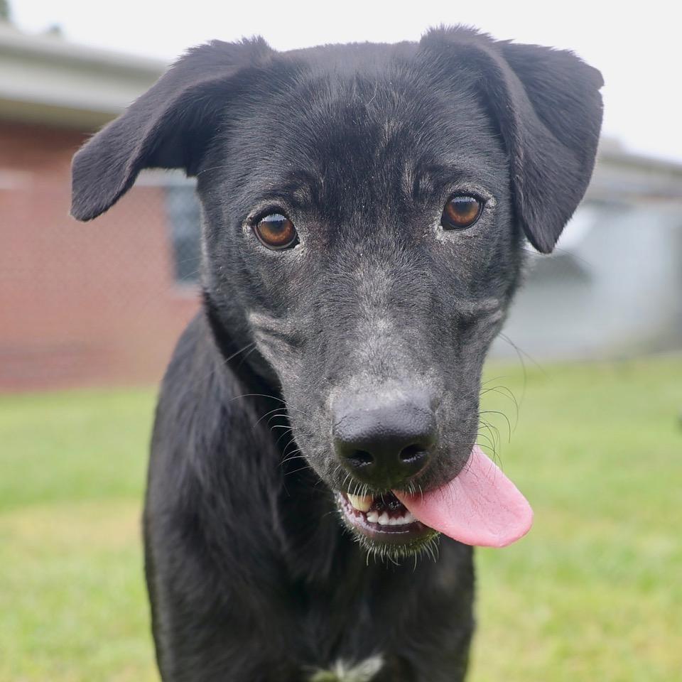 Salem/Coco, a Adoptable mixed breed in Wilmington, NC image 3/3