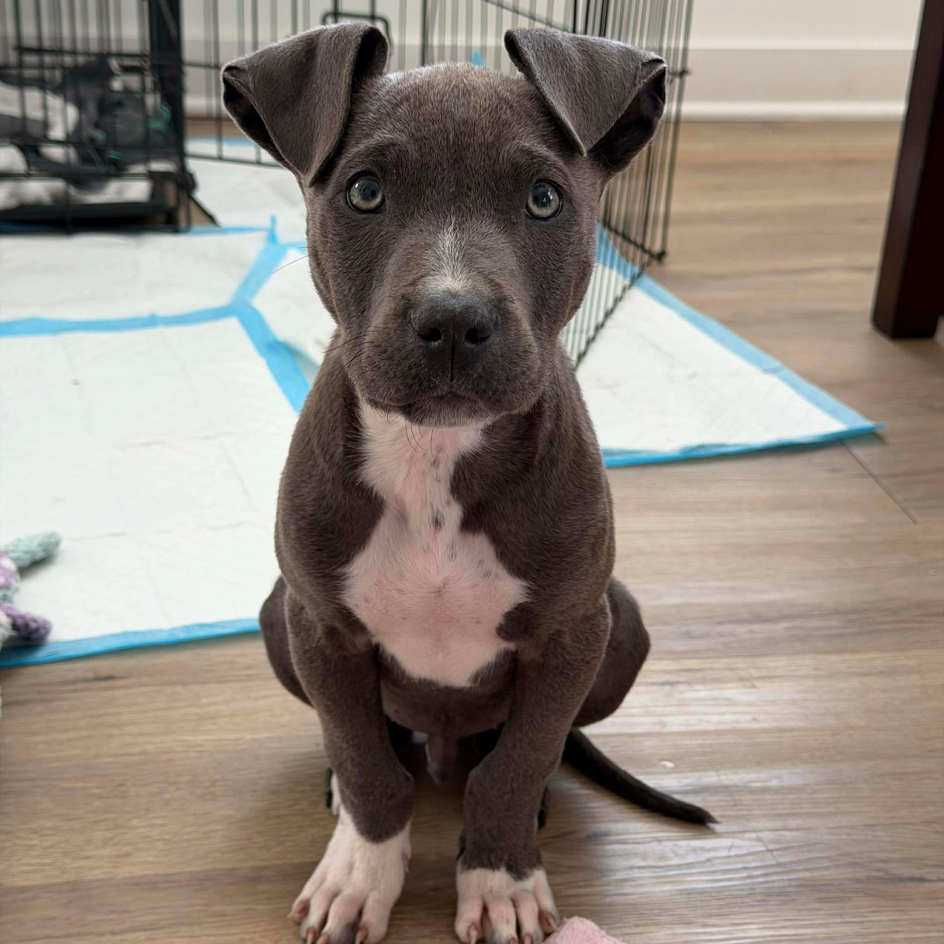 Enlarge Bluey, a ADOPTABLE Mixed Breed in Wando, SC image 2/4