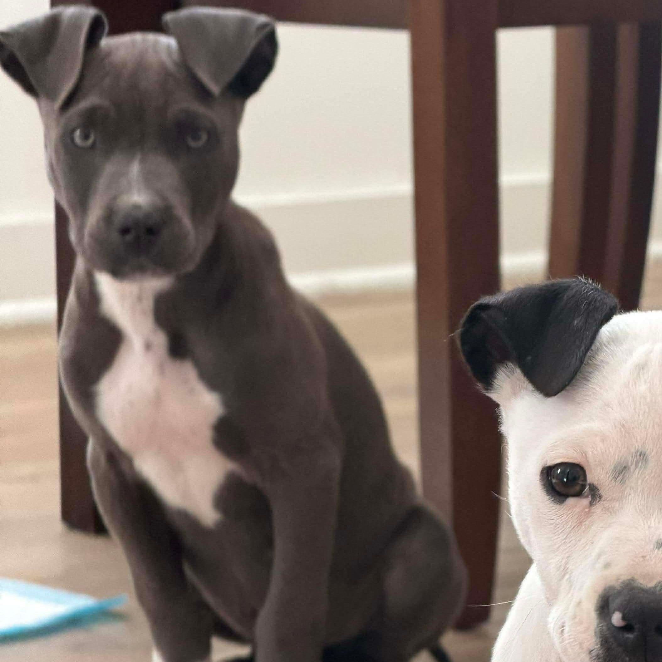 Enlarge Bluey, a ADOPTABLE Mixed Breed in Wando, SC image 3/4