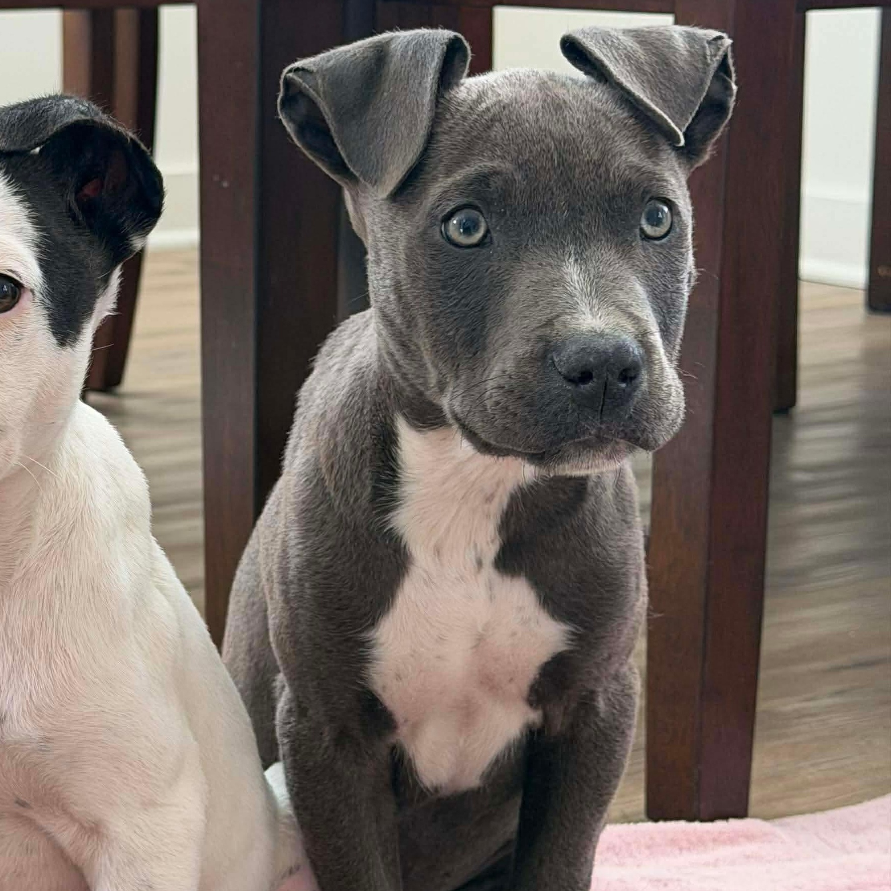 Enlarge Bluey, a ADOPTABLE Mixed Breed in Wando, SC image 4/4