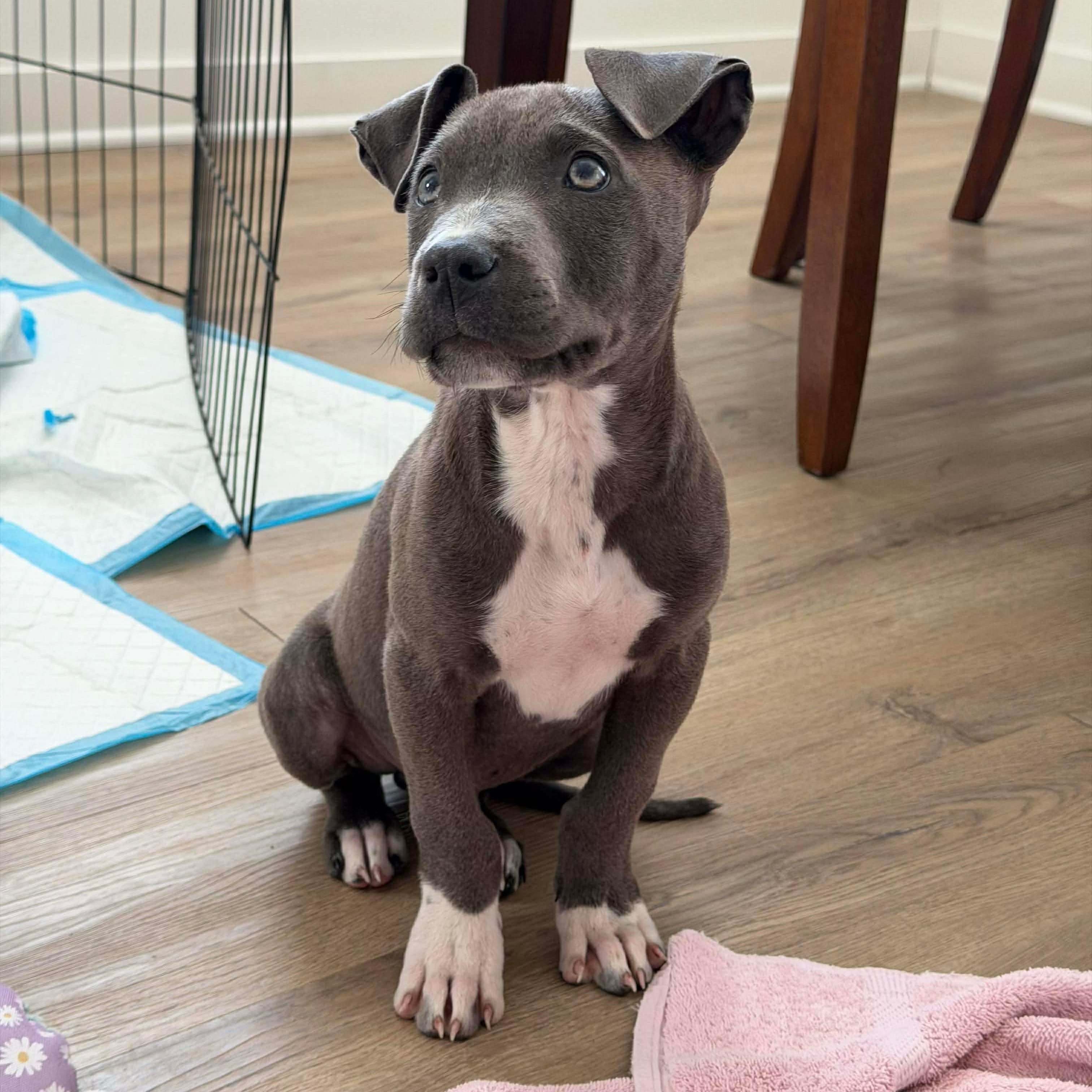 Enlarge Bluey, a ADOPTABLE Mixed Breed in Wando, SC image 1/4