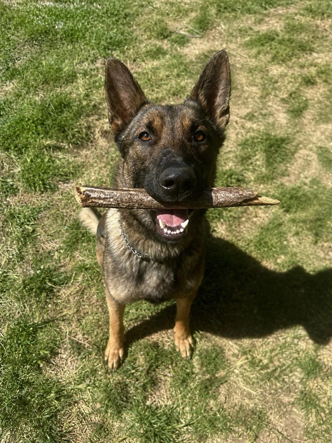 Yet, ADOPTABLE, Young Male Belgian Shepherd / Malinois.
