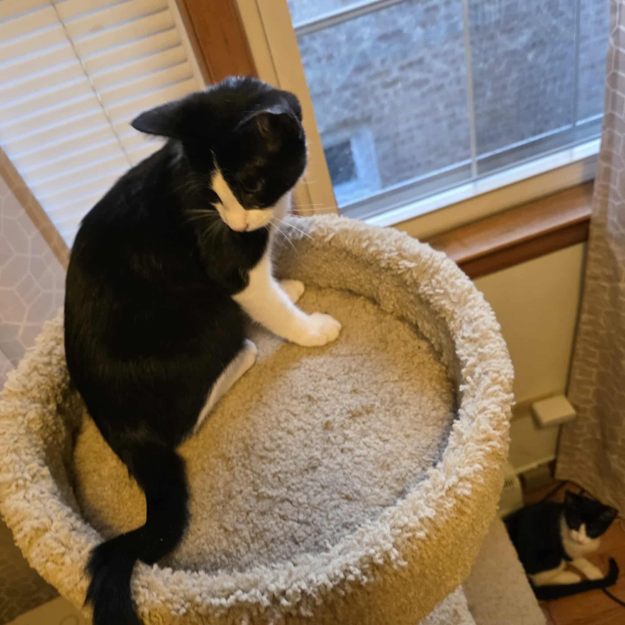 Jello, a Adoptable mixed breed in Chicago, IL image 3/5