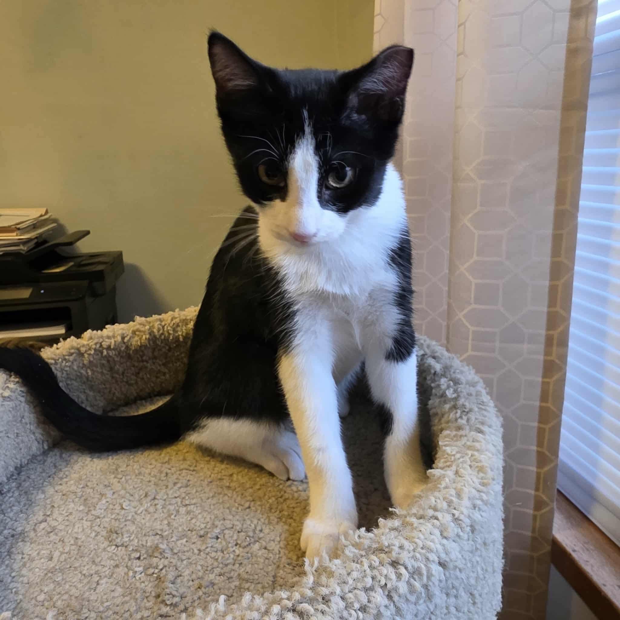 Jello, a Adoptable mixed breed in Chicago, IL image 5/5