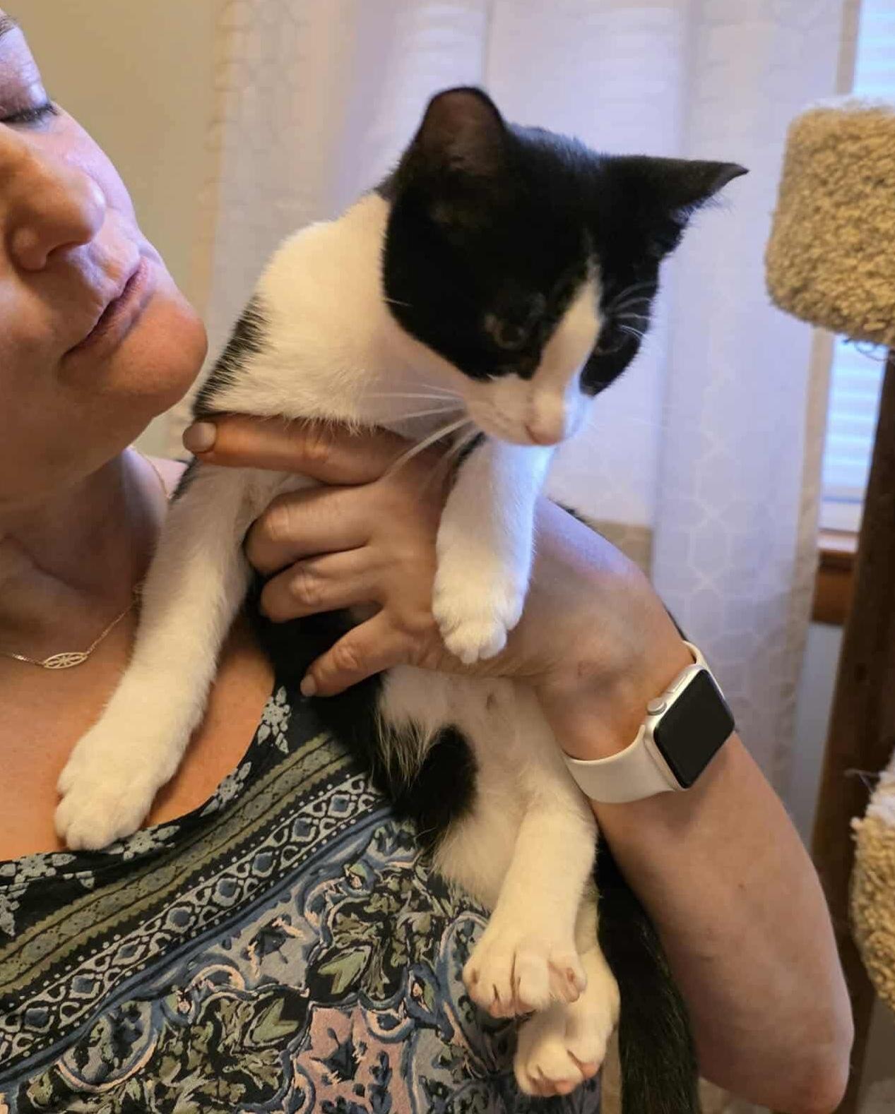 Jello, Adoptable, Kitten Male Domestic Short Hair.