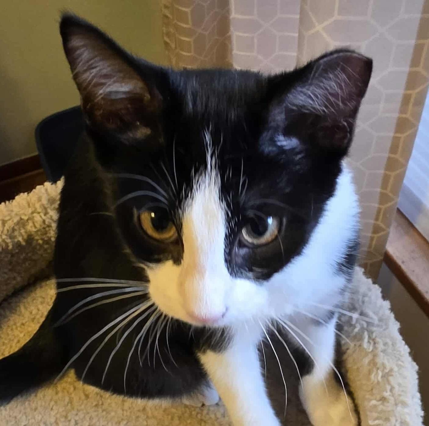 Jello, a Adoptable mixed breed in Chicago, IL image 2/5