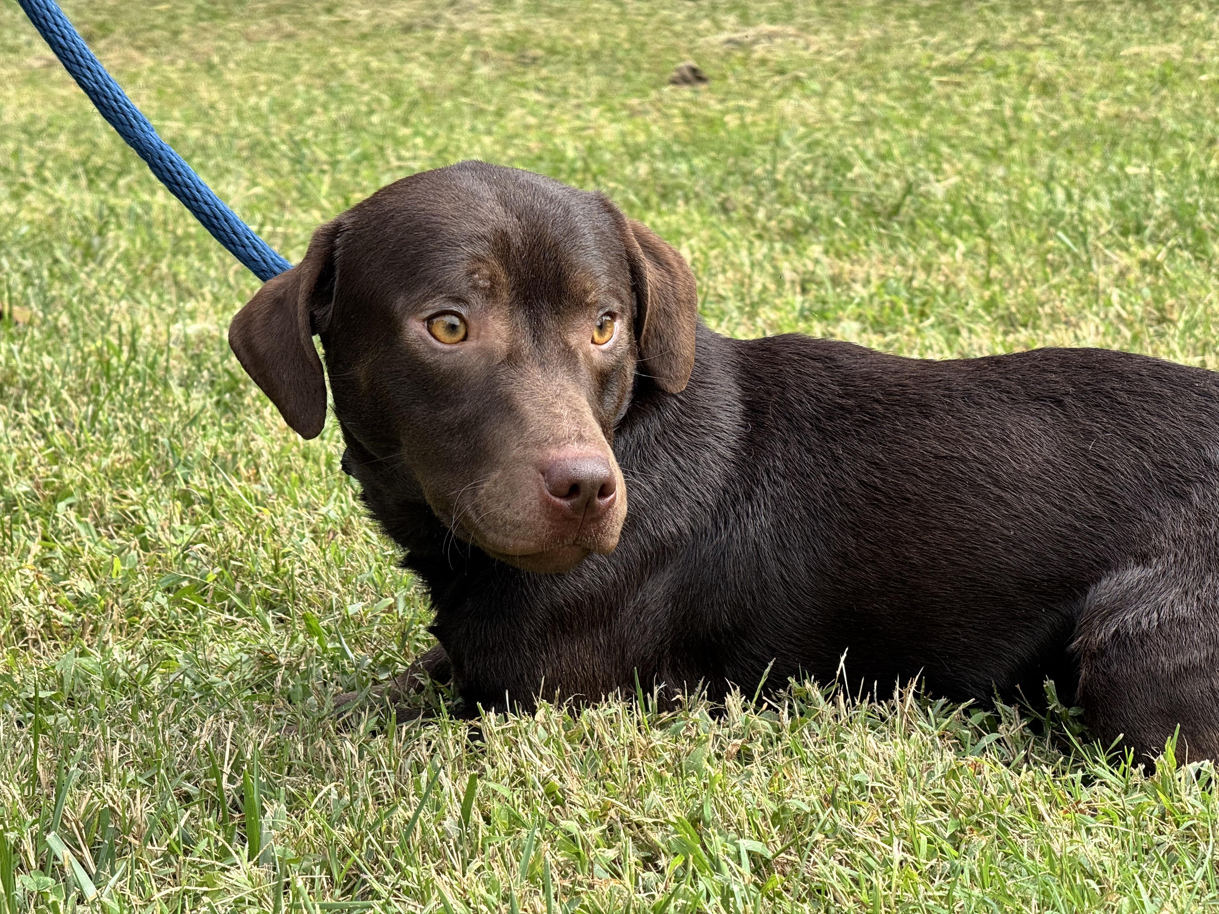 Enlarge Roadie, a Adopted mixed breed in Richmond, VA image 6/6