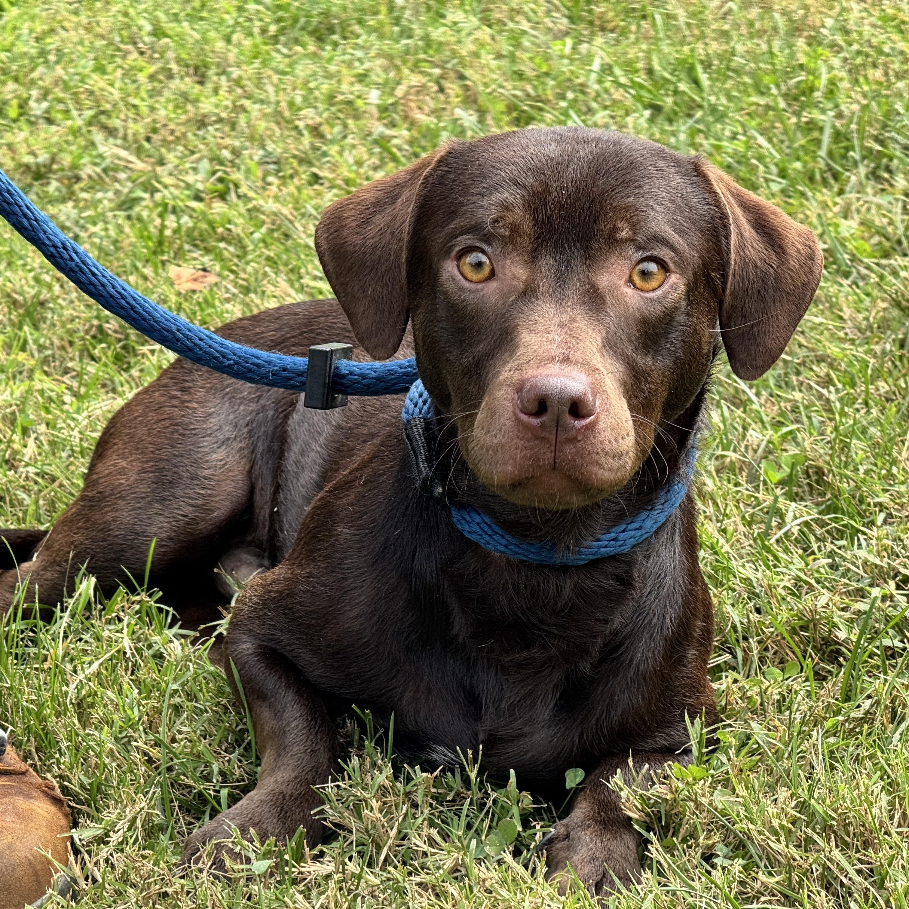 Roadie, Adopted, Young Male Chocolate Labrador Retriever & Dachshund.