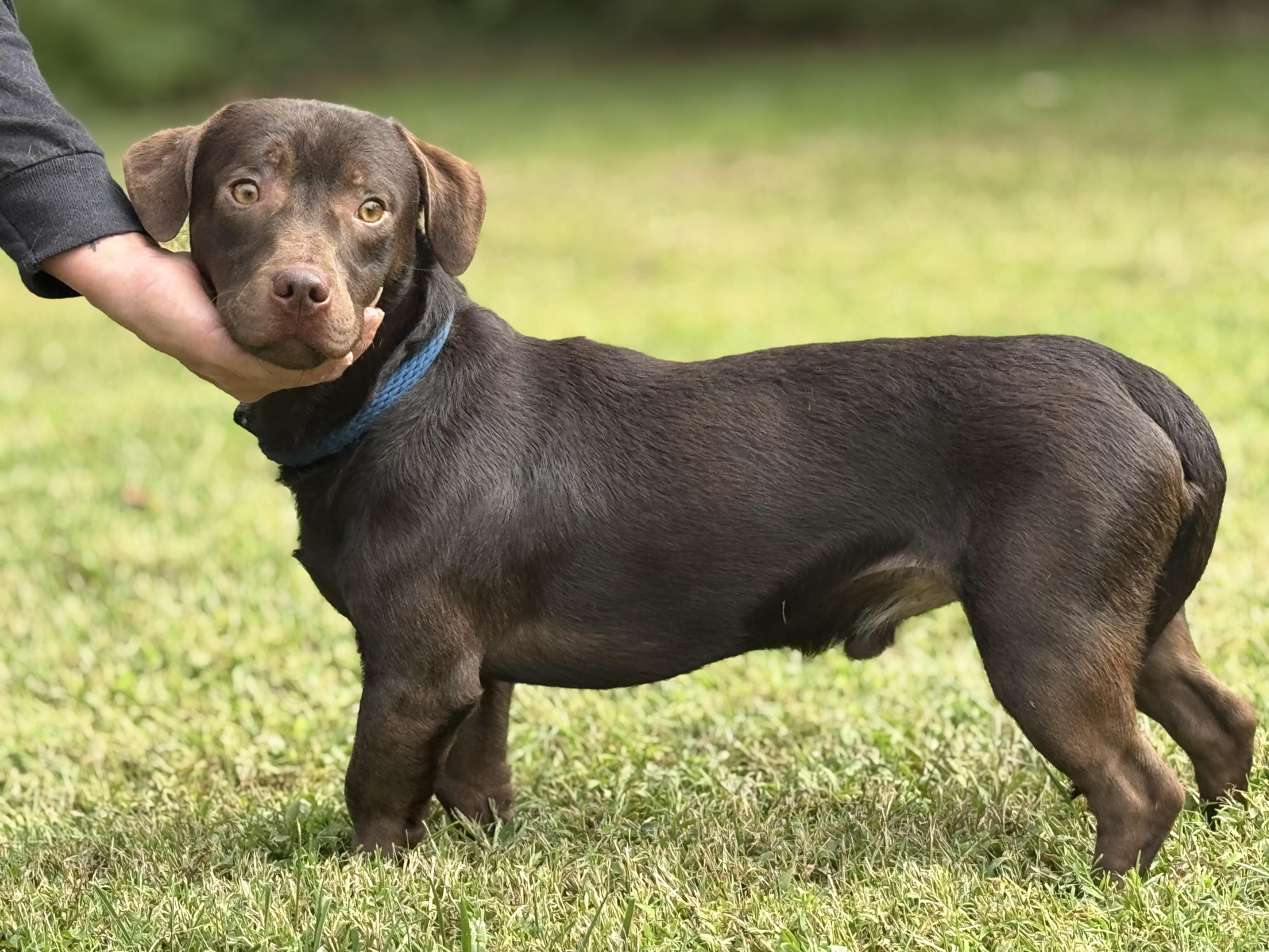 Enlarge Roadie, a Adopted mixed breed in Richmond, VA image 5/6