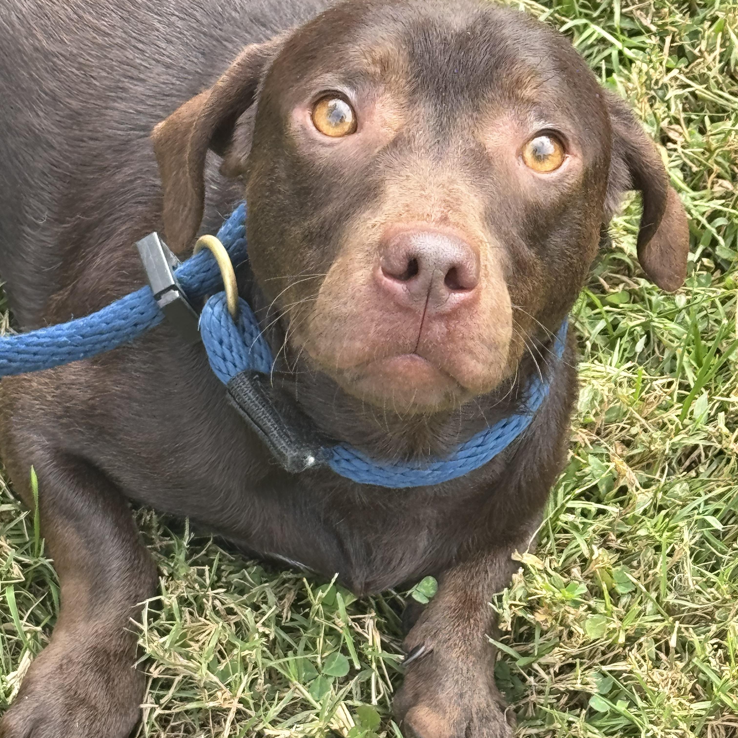 Enlarge Roadie, a Adopted mixed breed in Richmond, VA image 4/6