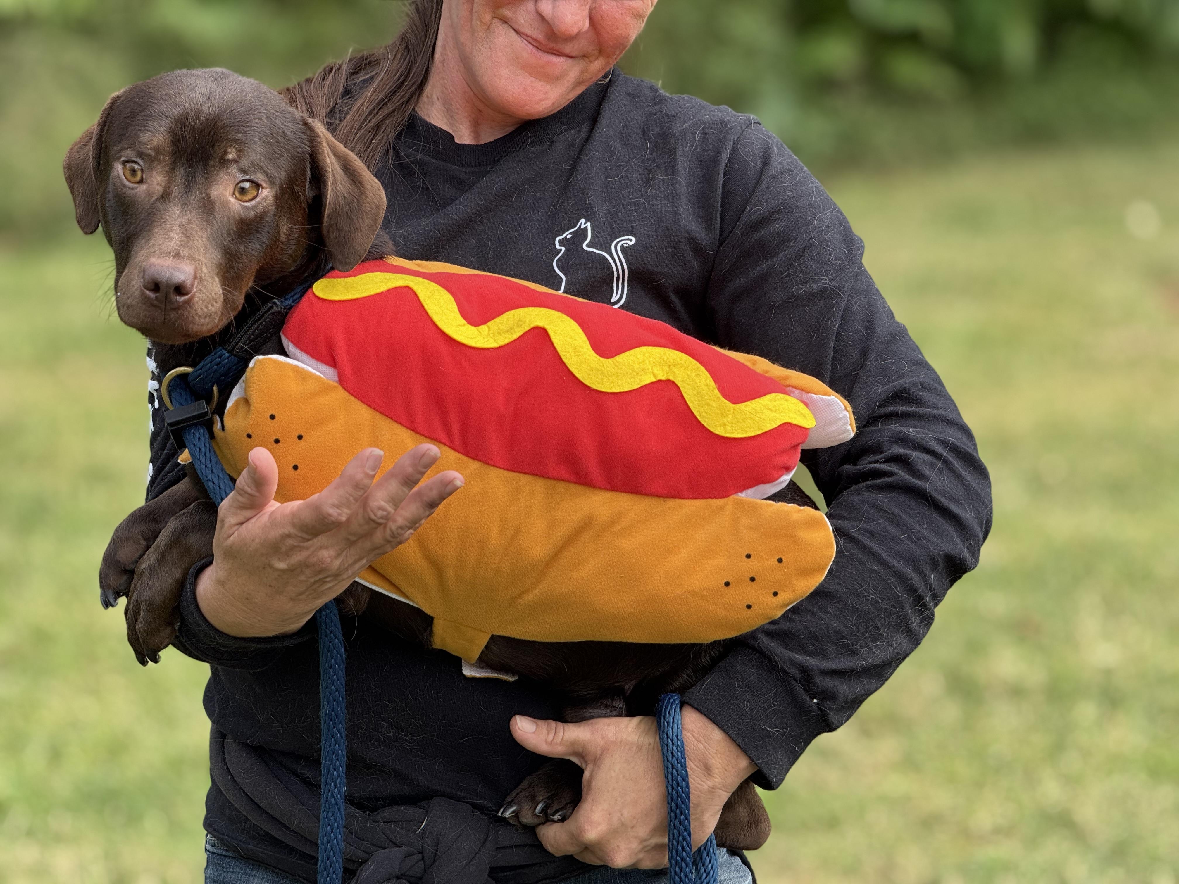 Enlarge Roadie, a Adopted mixed breed in Richmond, VA image 2/6