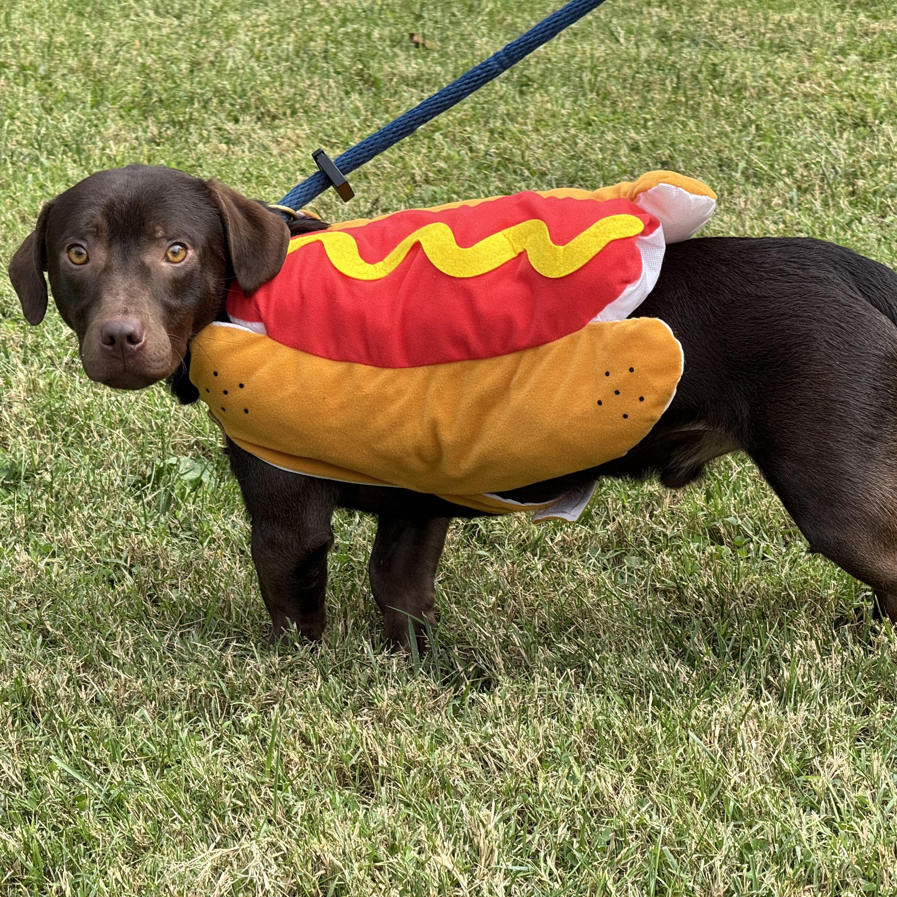 Enlarge Roadie, a Adopted mixed breed in Richmond, VA image 3/6