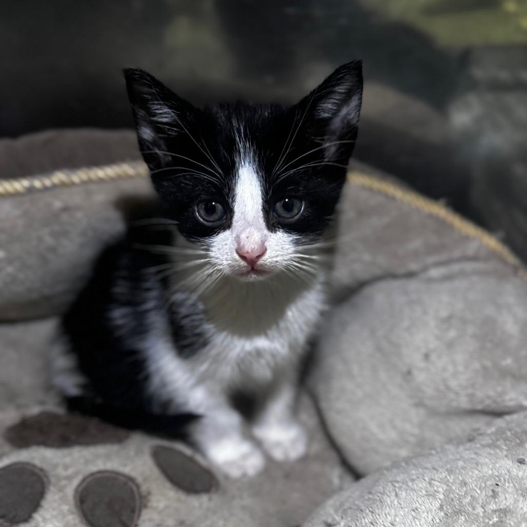 Sapphire, Adoptable, Kitten Male Domestic Short Hair & Domestic Short Hair.