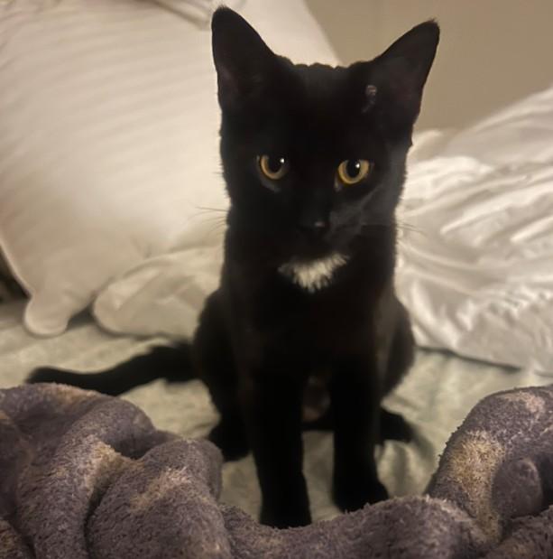 Olive Motiee-Moore, adoptable, Kitten Female Domestic Short Hair.