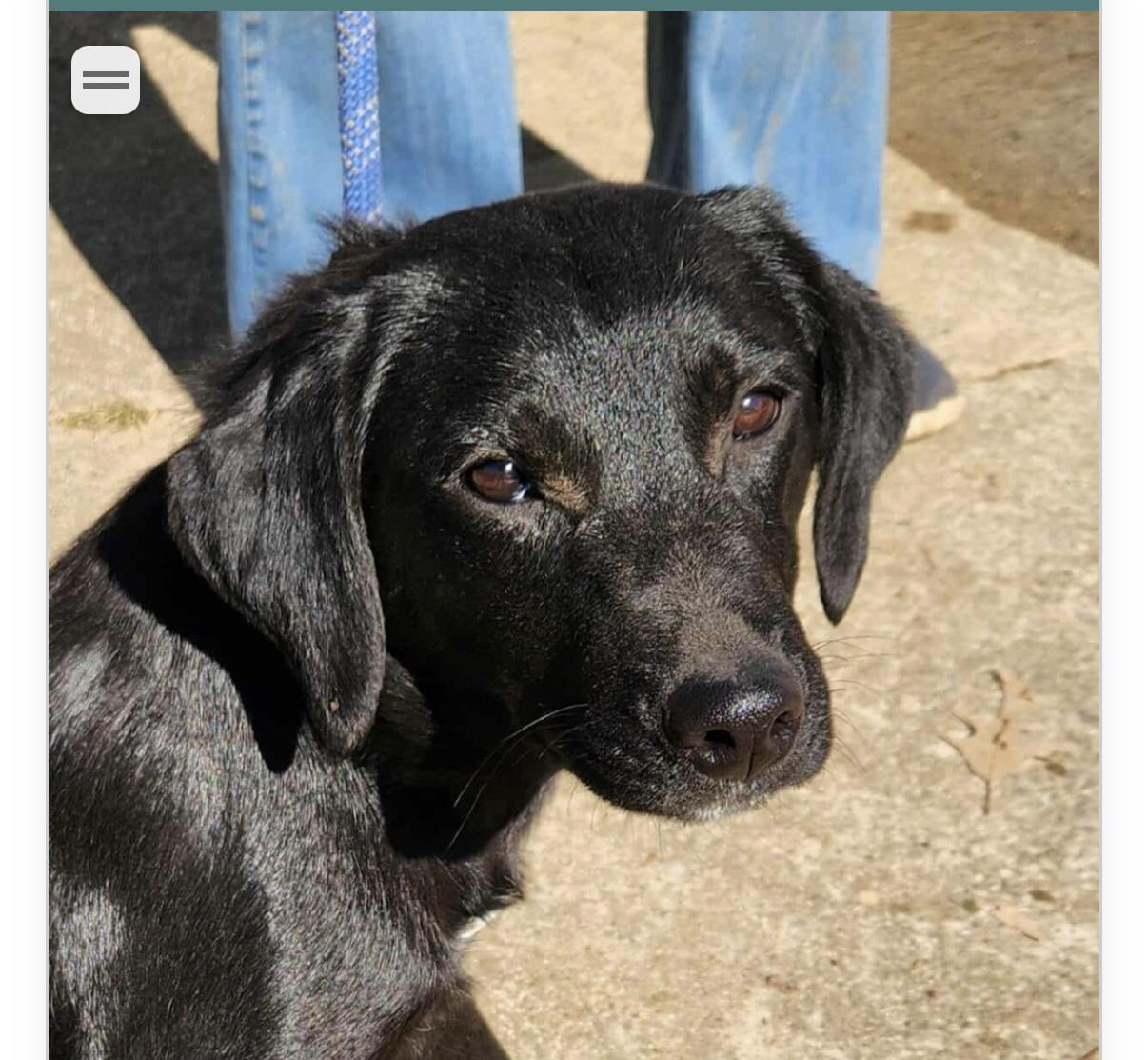 Barney (foster to adopt), a ADOPTABLE mixed breed in White Lake, MI image 2/3
