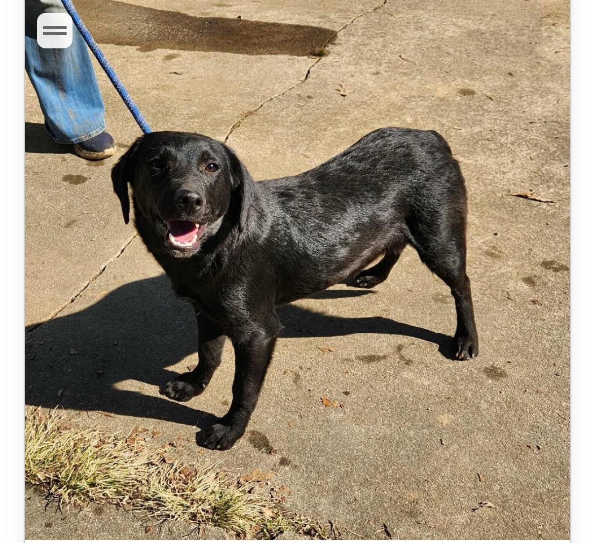 Barney (foster to adopt), a ADOPTABLE mixed breed in White Lake, MI image 1/3