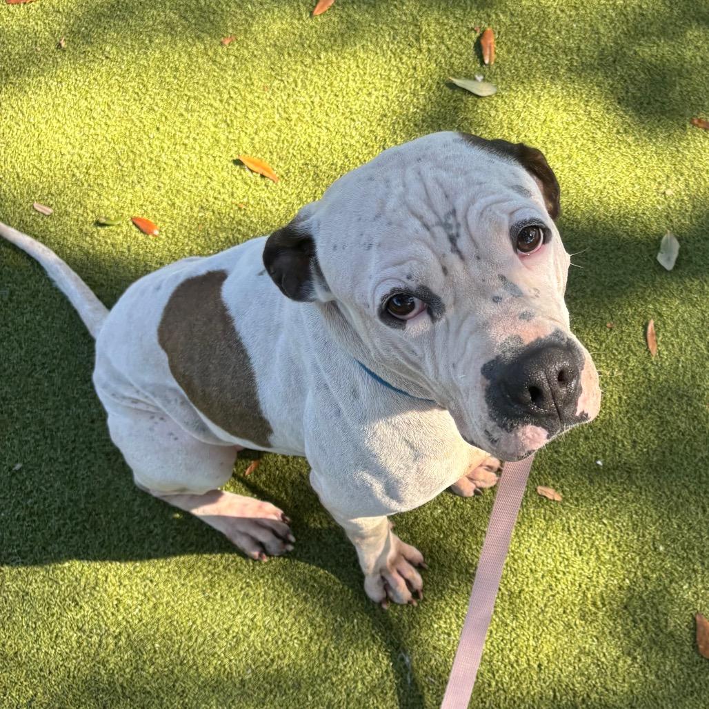 Enlarge Happ, a Adoptable Mixed Breed in Sarasota, FL image 1/6