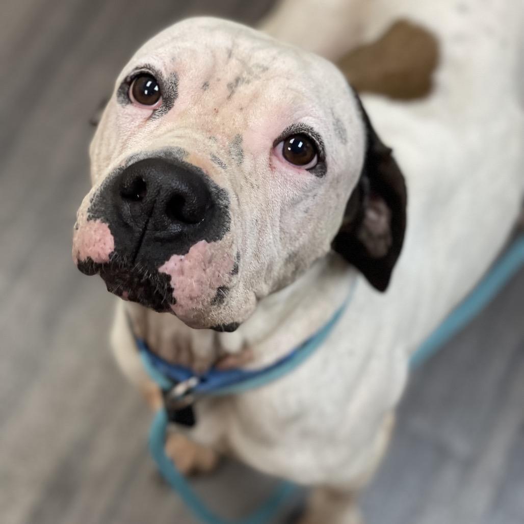 Happ, Adoptable, Adult Male Mixed Breed.