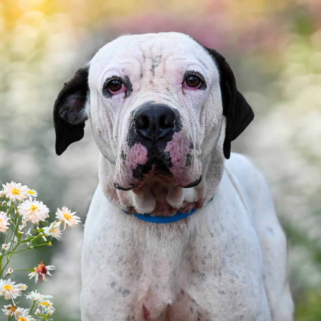Enlarge Happ, a Adoptable Mixed Breed in Sarasota, FL image 4/6