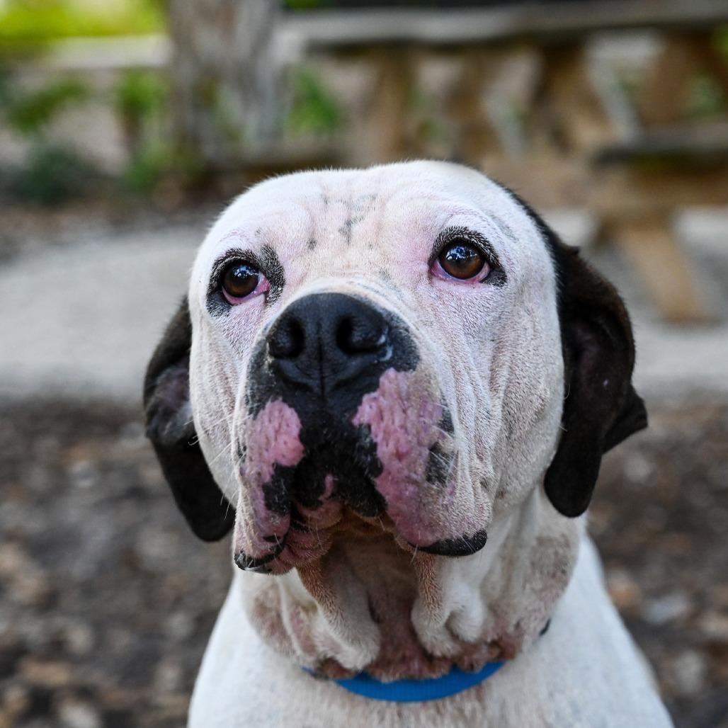 Enlarge Happ, a Adoptable Mixed Breed in Sarasota, FL image 5/6