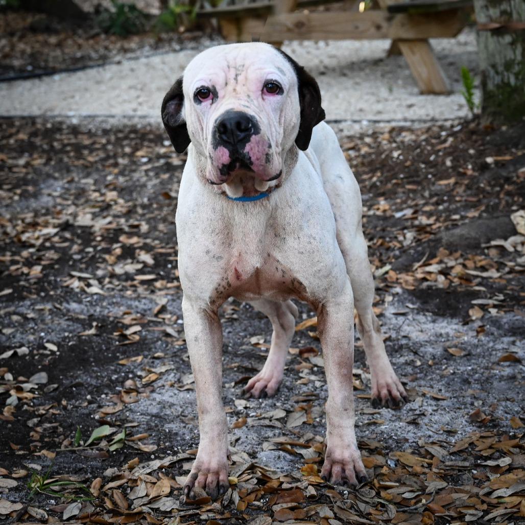 Enlarge Happ, a Adoptable Mixed Breed in Sarasota, FL image 6/6