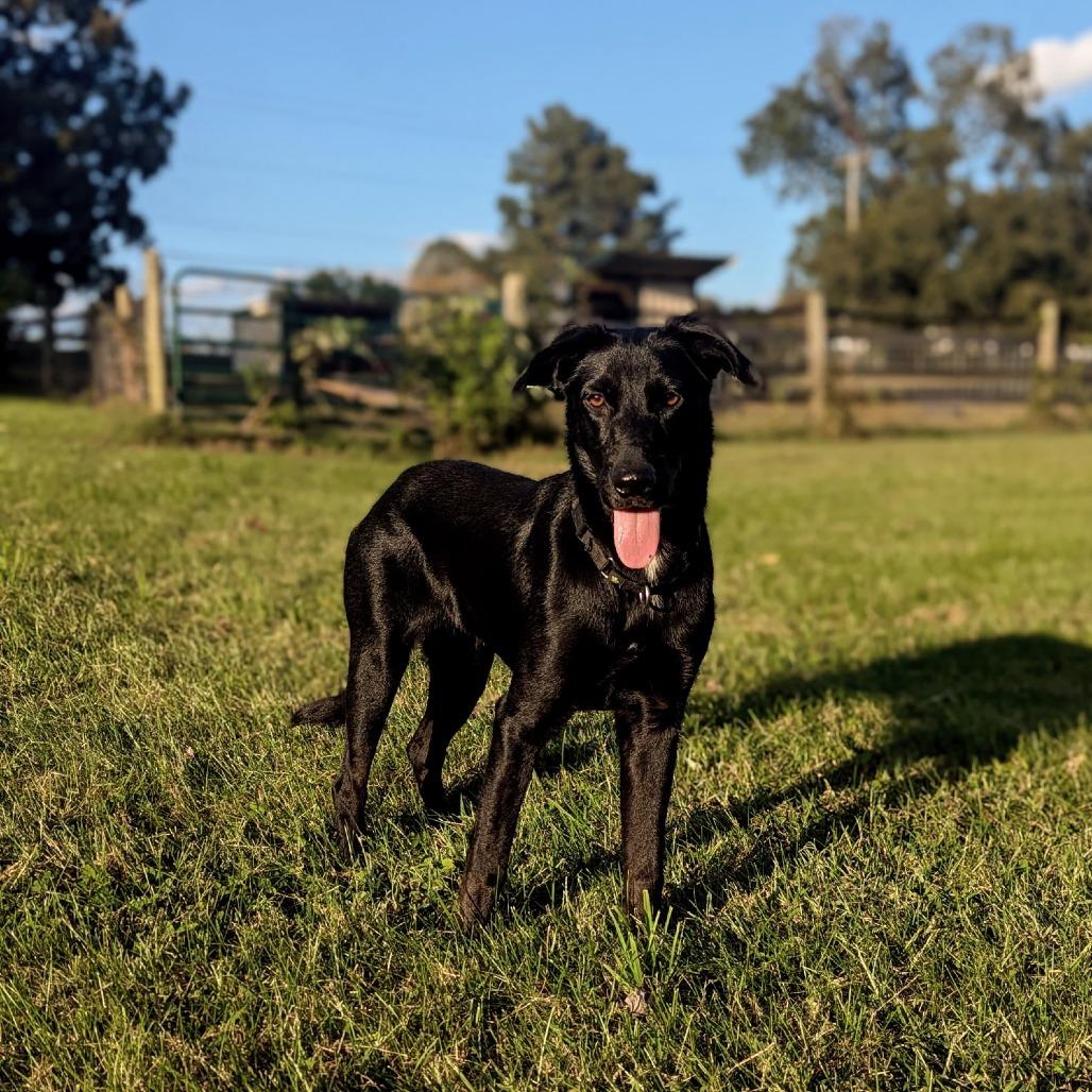 Enlarge Argo, a Adoptable mixed breed in Chantilly, VA image 1/6